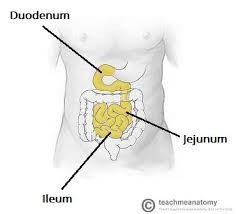 Small intestine labeled