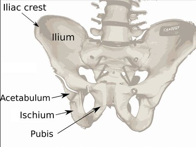 Pelvic bone labeled