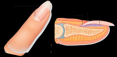 Anatomy of the nail and finger