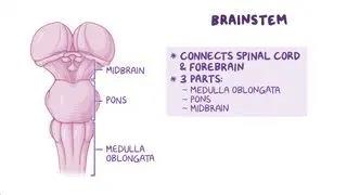 Brainstem Functions