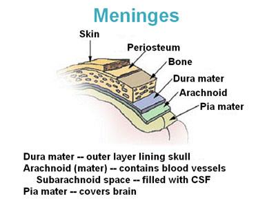 Meninges Structure