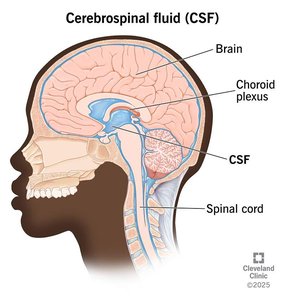 Cerebrospinal Fluid Pathways
