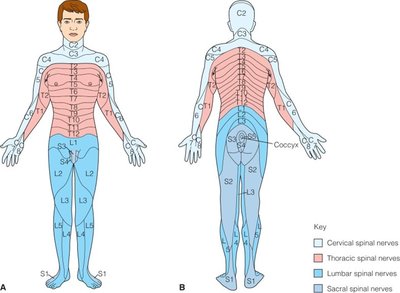 Dermatome Map