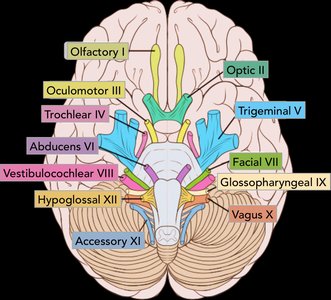 Cranial Nerves