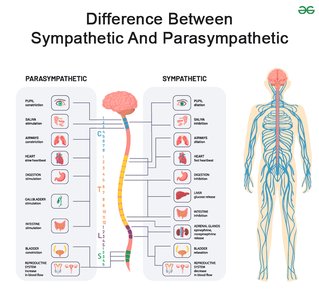 Sympathetic vs Parasympathetic
