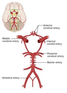 Cerebral Artery Circulation