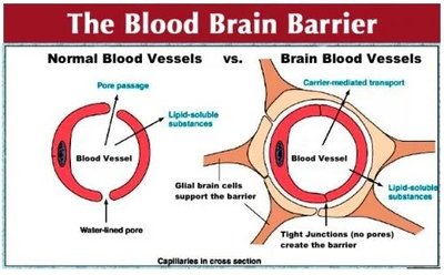 Blood-Brain Barrier