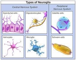Types of Neuroglia