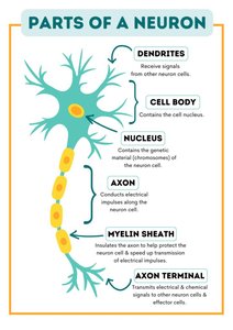 Parts of a Neuron