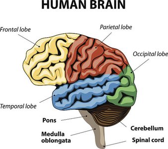 Human Brain Lobes