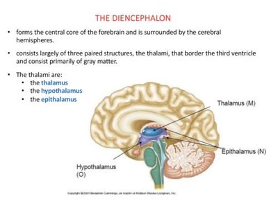 The Diencephalon