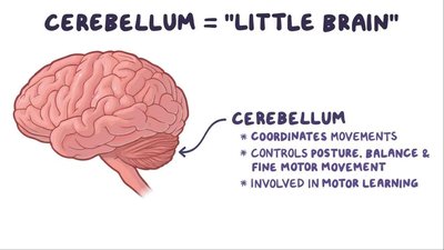 Cerebellum Functions
