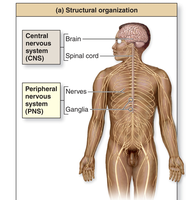 Structural organization of CNS and PNS