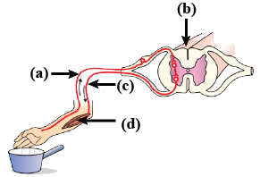 Reflex arc structure identification
