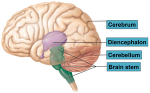 Major brain regions