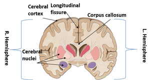 Cerebral cortex and corpus callosum