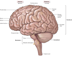 Surface features of cerebrum