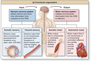 Functional organization of sensory and motor nervous systems