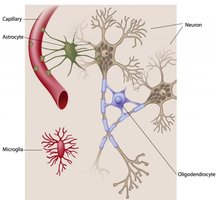 Types of glial cells and neurons