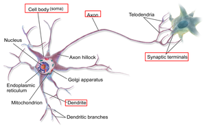 Structure of a neuron