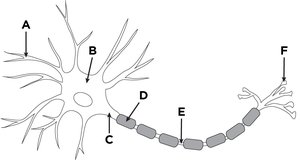 Neuron structure identification