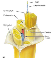 Structure of a nerve