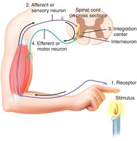 Reflex arc diagram