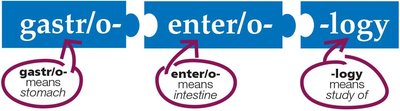 Medical terminology breakdown: gastr/o-, enter/o-, -logy
