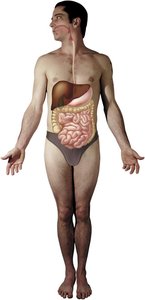 Human body showing GI organs