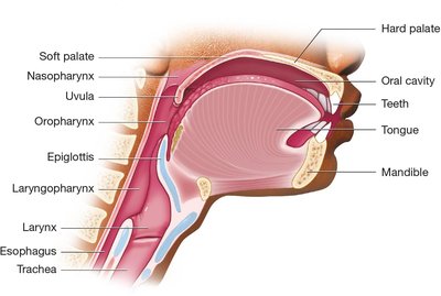 Anatomy of oral cavity and pharynx