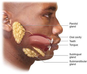 Salivary glands in the face