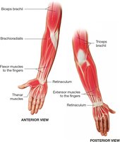 Muscles of the upper extremity