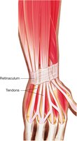 Retinaculum and tendons of the forearm