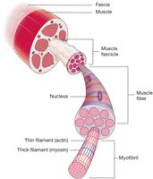 Parts of a muscle