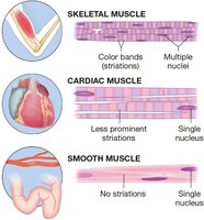 Types of muscle tissue