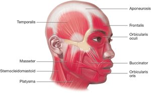 Muscles of the head and neck
