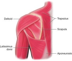 Muscles of the shoulders and back