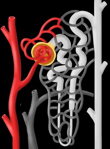 Nephron blood supply and tubule structure