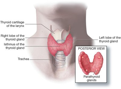 Thyroid and parathyroid gland anatomy (posterior view)