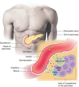 Pancreatic islets and hormone secretion