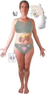 Major endocrine glands in the human body