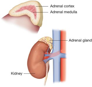Adrenal medulla hormones