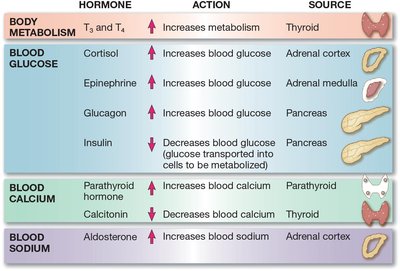 Table of hormones, actions, and sources