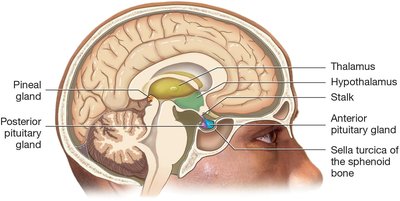 Sagittal section of the brain showing hypothalamus, pituitary, and pineal glands