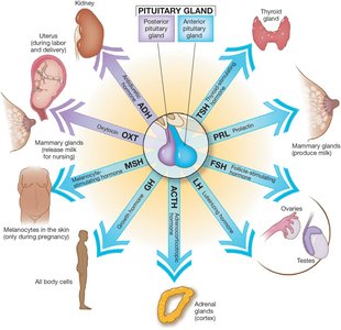 Pituitary gland and its hormone targets