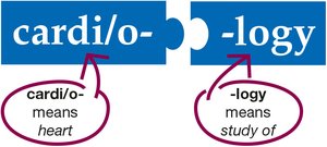 Cardiology word breakdown