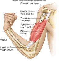 Anatomy of biceps brachii showing origin, insertion, and muscle belly