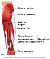 Posterior muscles of the hip and knee