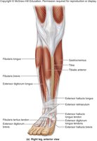 Anterior muscles of the lower leg