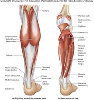 Posterior muscles of the lower leg